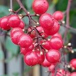 Nandina domestica Vaisius