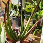 Aloe cryptopoda Lehti