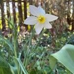 Narcissus × incomparabilis Květ