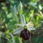 Ophrys arachnitiformis മറ്റ്