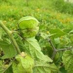 Physalis peruvianaFruit