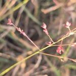 Panicum coloratum Flower