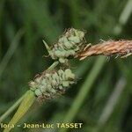 Carex tomentosa Blomst