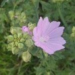 Malva alcea Квітка