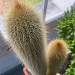 Pilosocereus chrysostele Hoja