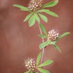 Trifolium bocconei Natur