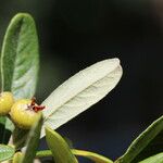 Pyracantha koidzumii Blatt