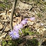 Anemone blandaBlodyn