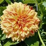 Dahlia pinnataКвітка