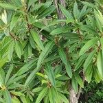 Rhododendron arboreum Habit