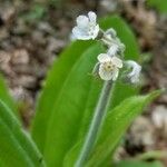 Cynoglossum virginianum 花