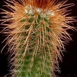 Parodia aureicentra Hábito