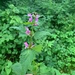 Lamium maculatum葉