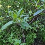 Cornus amomum Blatt