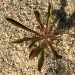 Lobelia dortmanna Blad