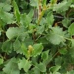 Rumex roseus Hábito