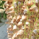 Ceiba speciosa خشب