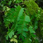 Tessmannia anomala Hoja