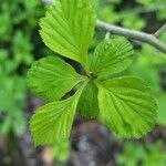 Crataegus punctata Leaf