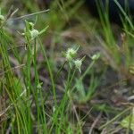 Cyperus obtusatus Habitus