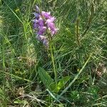 Orchis militaris Hábito