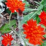 Pilosella aurantiaca Flower