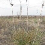 Yucca constricta Vekstform