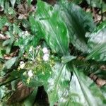 Pollia japonica Drugo