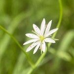 Stellaria graminea Fula