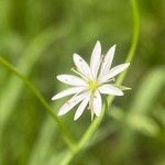 Stellaria graminea Blüte