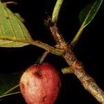 Guettarda eximia Fruit