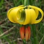 Lilium carniolicum Bloem