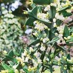 Colletia paradoxa Цветок