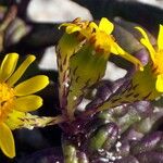 Senecio leucanthemifoliusFlor