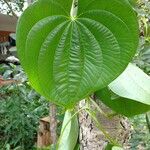 Dioscorea bulbifera Folha