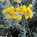 Santolina chamaecyparissus Λουλούδι