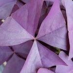 Oxalis triangularis Blatt