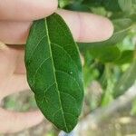 Laurus nobilisLeaf