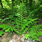 Dryopteris dilatata Облик