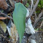 Bupleurum rigidum Leaf