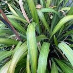 Phormium tenax Levél