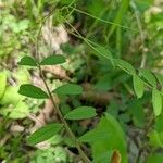 Vicia grandiflora Levél