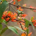 Woodfordia fruticosa Flower