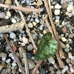 Cyclamen balearicum 葉