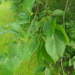 Ulmus americana পাতা