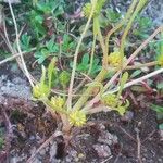 Ranunculus nodiflorus Fruit