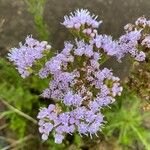 Chromolaena hirsuta Flor