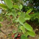 Piliostigma reticulatum Inny