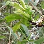 Prunus salicina 葉
