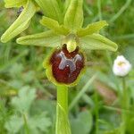 Ophrys sphegodes Květ